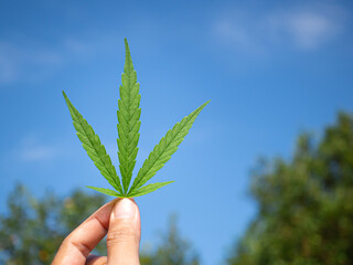 Hand of holding cannabis leaf with the sky background. The texture of marijuana leaves. Close-up photo with copy space for text. Concept of cannabis plantation for medical
