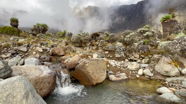 High altitude Moorland zone stream waterfall with Kilimanjaro covered with clouds and unique plant Dendrosenecio.  Barranco Camp at 3981m altitude in mountains. Tanzania, East Africa.
