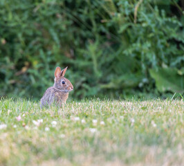 rabbit in the grass