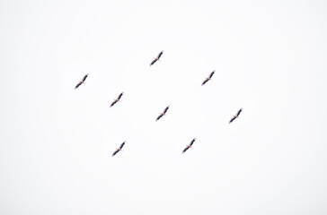 storks flying on a bright white sky bottom view