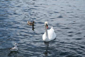 White swan and duck on lake Geneva water
