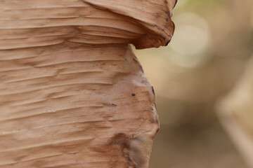 Closeup shot of a dry banana leaf - for background and texture with copy space