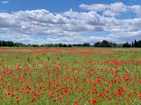 Puppies field in the nature with blue sky and clouds