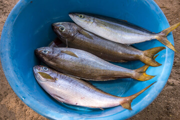 Bol de plástico con pescados en la playa de Tarrafal en  la isla de Santiago de Cabo Verde