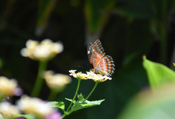 Beautiful Lacewing Butterfly on a Flowering Plant