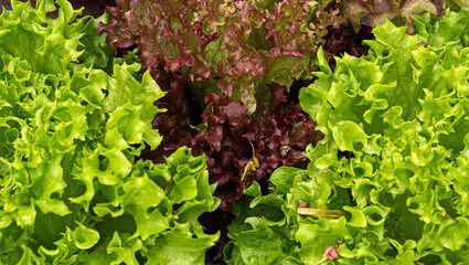Salatanbau im Garten