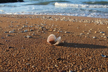 View of a sandy beach, waves and seashell on the sand