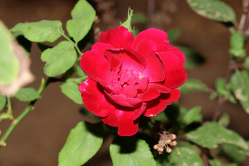 Closeup of a red beautiful rose in the garden