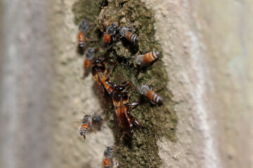 Selective focus shot of honey bees drinking water from a wet stone surface
