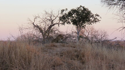 Fototapeta na wymiar Leopard resting on an ant mound