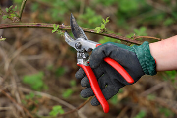 female hand in green gloves cuts thorn bush with red pruning shear