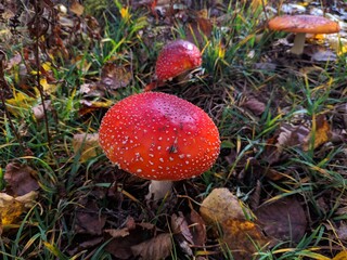 red mushroom in the forest