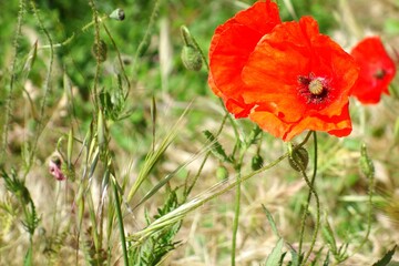 Poppy on the green field