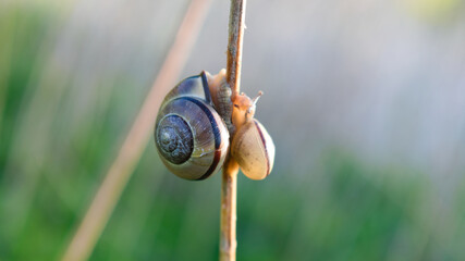 Two grove snails (Cepaea nemoralis) sitting on a stalk of dry grass