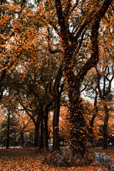 Fototapeta premium autumn in the park