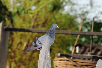 Gray adorable pigeon standing on the stone in the park