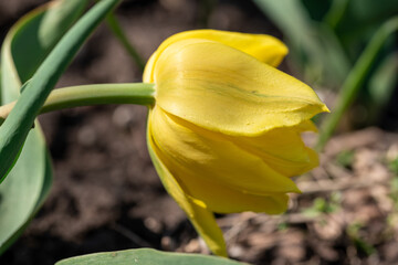 yellow tulip flower