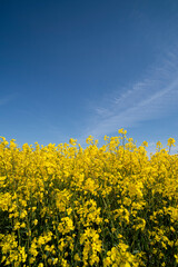 Rapeseed Field Against Blue Sky