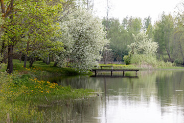 Fototapeta na wymiar Landscape of lake park with wooden footbridge under cloudy sky. Marsh marigold flovers and blooming cherry trees