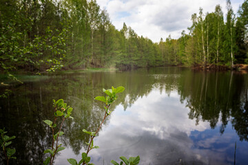 Alder branch against forest lake view, smooth surface of a lake with clouds reflected, shining level of a forest lake