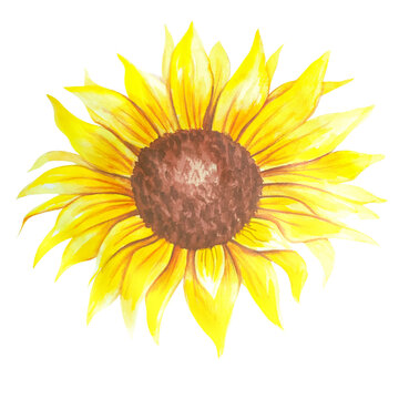 Watercolor sunflower hand painted illustration, watercolour sunflower isolated on white background. Watercolor floral. Botanical Drawing
