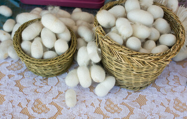 Lots of white silkworm cocoons in basket