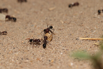 Closeup of a group of working Messor ants on the sandy surface