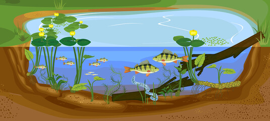 Ecosystem of pond. Development of perch (Perca fluviatilis) freshwater fish from egg to adult animal in natural habitat