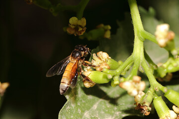 Single honeybee feeding on blooming flowers