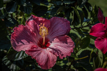 pink hibiscus flower