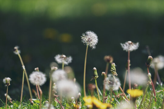 A Meadow With Dandelion Blossoms And Seeds