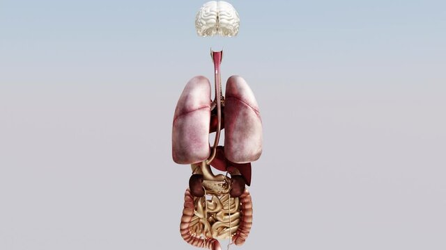 Internal organs of the human body. Stomach and lungs, kidneys and heart, brain and liver. 3d render
