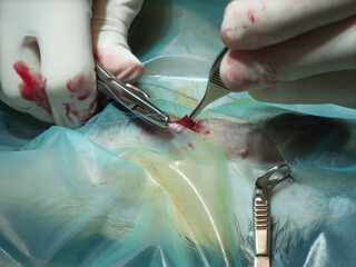 Dog surgery. The vet picks up the skin with tweezers, and the needle and thread are inserted...
