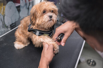 A pet groomer uses a pliers-style nail clipper on the paw of a young Lhasa Apso. At a dog salon or...