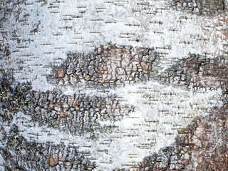 Birch tree bark texture. Close-up shot