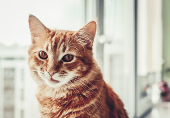 Portrait  of red tabby cat