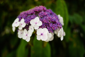 Close-up of a blooming Hydrangea sargentiana.