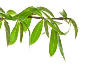 Spring blooming willow twig with catkins and leaves isolated on white background.
