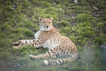 cheetah is lying on the grass. He is so gorgeus cat in zoo.