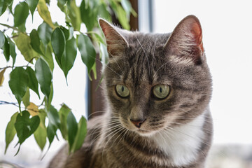 Portrait  of grey tabby cat