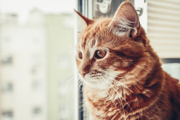 Portrait  of red tabby cat