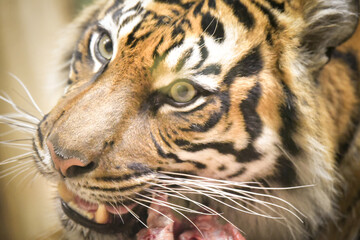 An Asia tiger is eating his meet in his habitat. He is nervous.