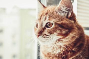 Portrait  of red tabby cat