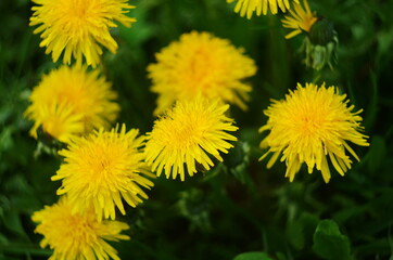 Yellow flowers of dandelions in green backgrounds. Spring and summer background.