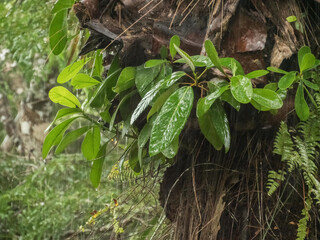 Plant, South America