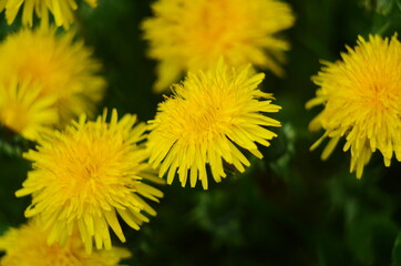 Yellow flowers of dandelions in green backgrounds. Spring and summer background.