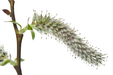 Spring blooming willow twig with catkins and leaves isolated on white background.