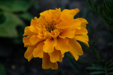 Aksamitka,kwiat,działka,ogród,ekologia2