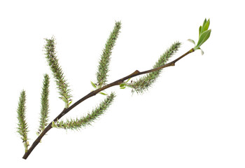 Spring blooming willow twig with catkins and leaves isolated on white background.