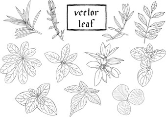 リーフ・植物の繊細な白黒の線画セット1　ベクター素材